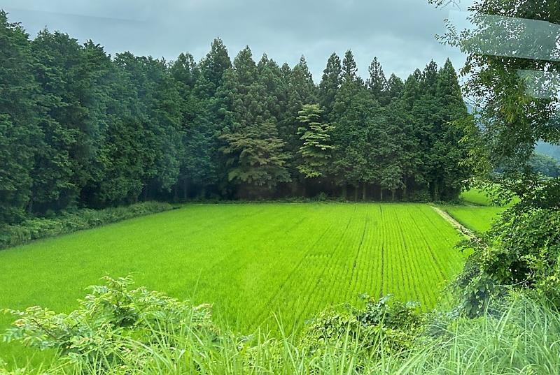 开阔的绿色田野，后面有高大的树木